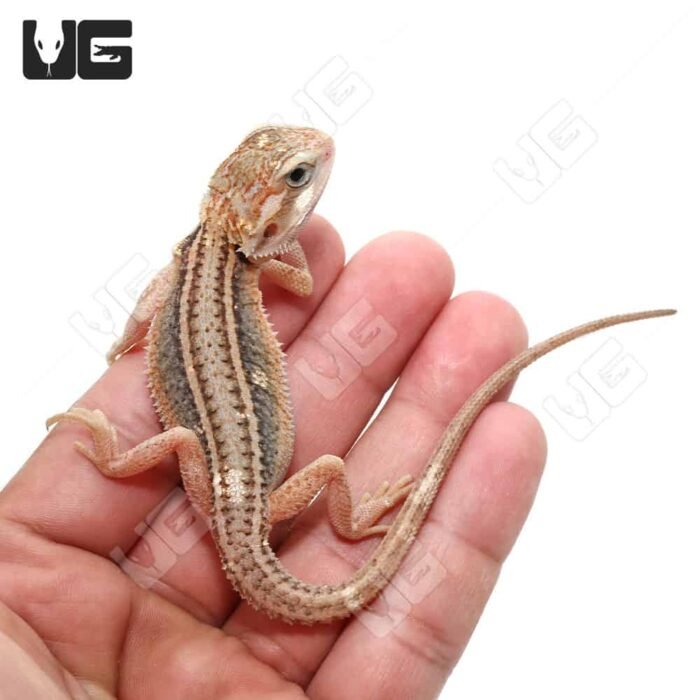 Baby Pied Genetic Stripe Translucent Bearded Dragon - Image 2