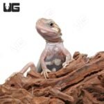 Baby Pied Genetic Stripe Translucent Bearded Dragon - Image 4