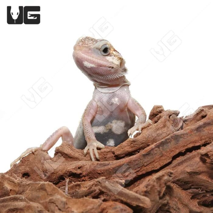 Baby Pied Genetic Stripe Translucent Bearded Dragon - Image 4