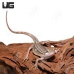 Baby Pied Genetic Stripe Translucent Bearded Dragon - Image 3