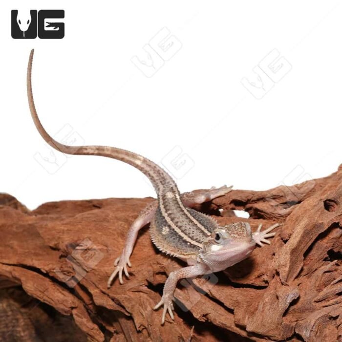Baby Pied Genetic Stripe Translucent Bearded Dragon - Image 3