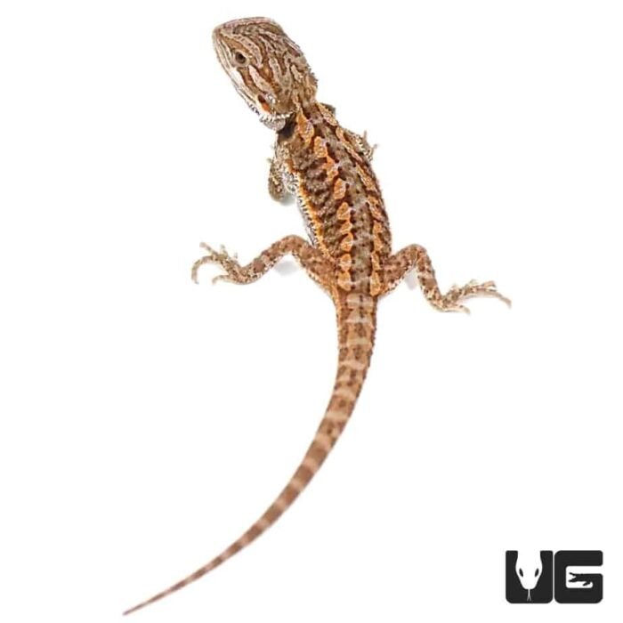 Baby Red Bearded Dragon - Image 1