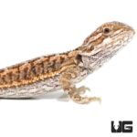 Baby Red Bearded Dragon - Image 2