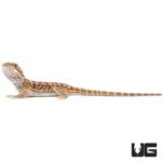 Baby Red Bearded Dragon - Image 3