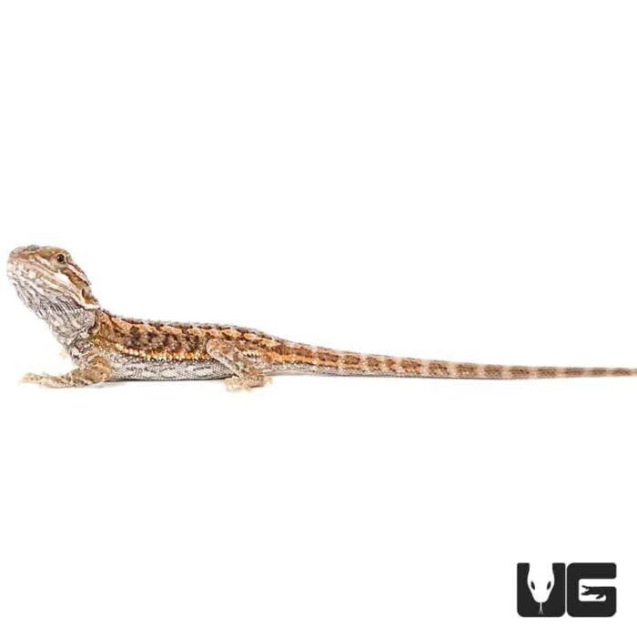 Baby Red Bearded Dragon - Image 3