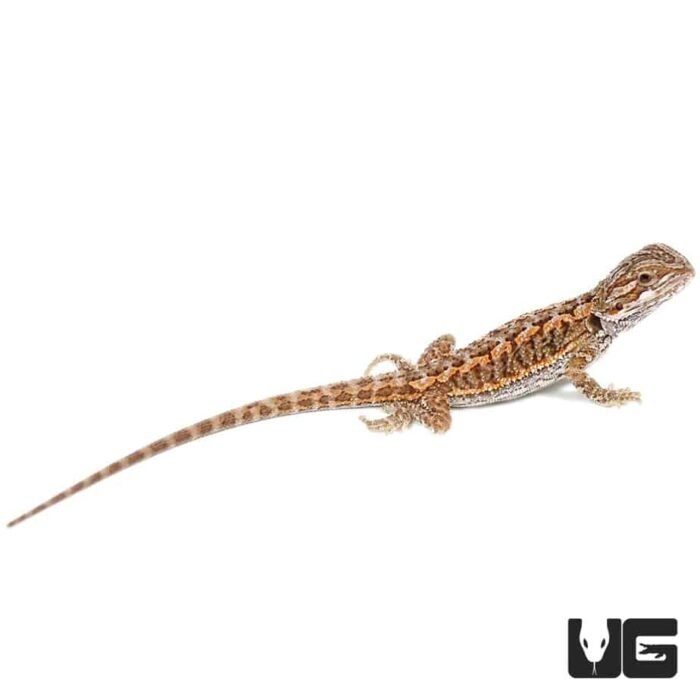 Baby Red Bearded Dragon - Image 4