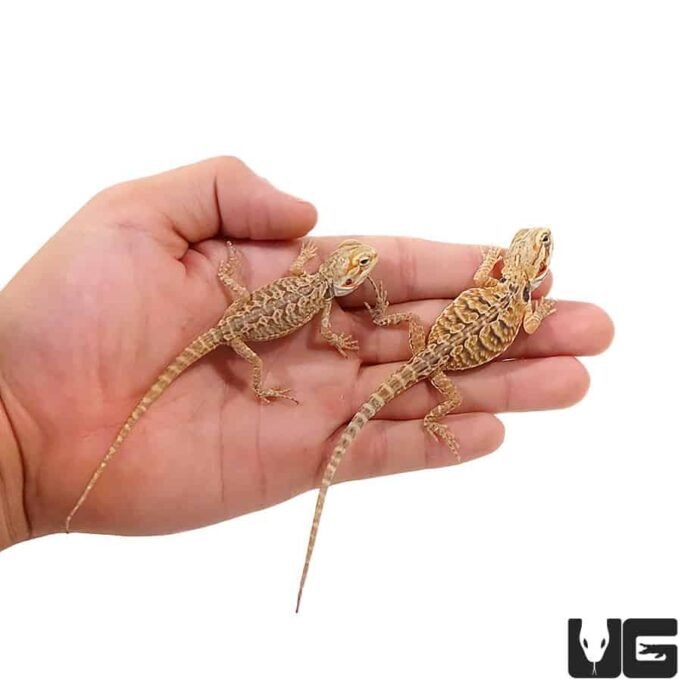 Baby Red Silky Bearded Dragon - Image 1