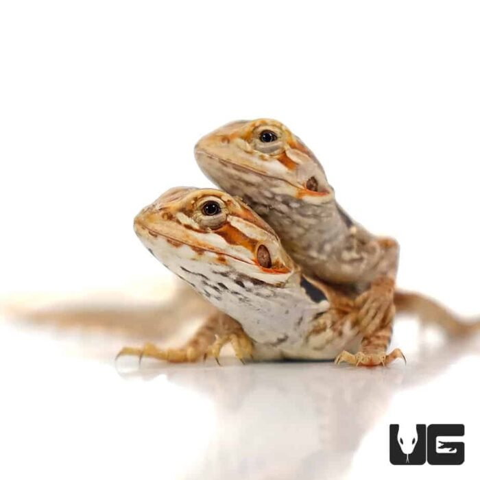 Baby Red Silky Bearded Dragon - Image 2