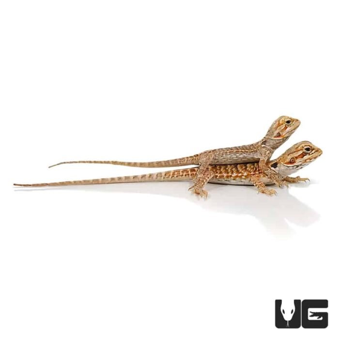 Baby Red Silky Bearded Dragon - Image 3