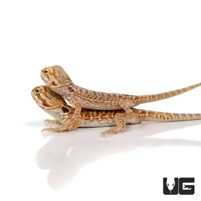 Baby Red Silky Bearded Dragon - Image 4