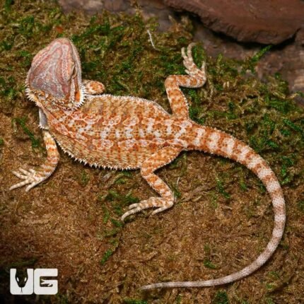 Baby Rustic Leatherback Bearded Dragon