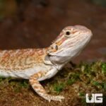Baby Rustic Leatherback Bearded Dragon - Image 2