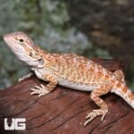 Baby Rustic Leatherback Bearded Dragon - Image 3