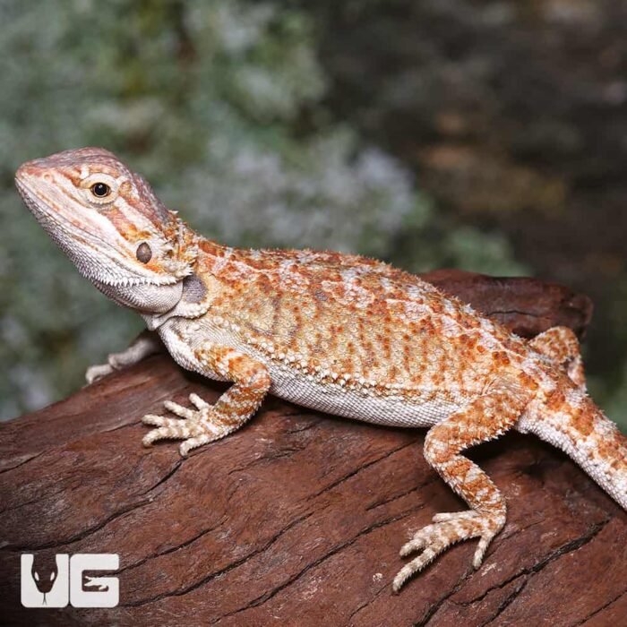 Baby Rustic Leatherback Bearded Dragon - Image 3
