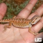Baby Rustic Leatherback Bearded Dragon - Image 4
