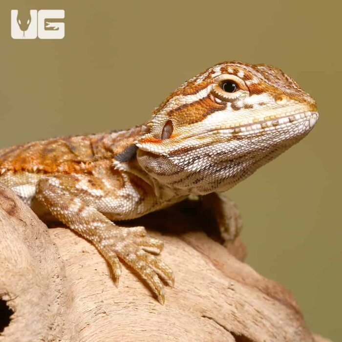 Baby Sienna Bearded Dragon - Image 1