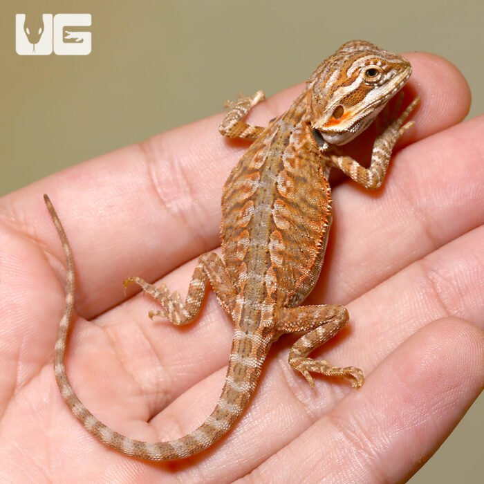 Baby Sienna Bearded Dragon - Image 2