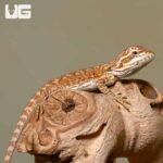Baby Sienna Bearded Dragon - Image 3