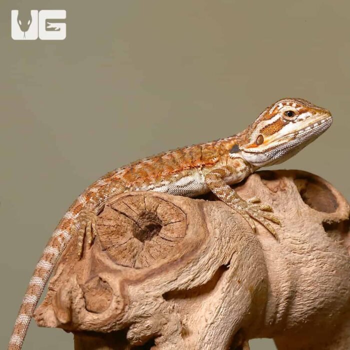 Baby Sienna Bearded Dragon - Image 3