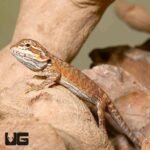 Baby Sienna Bearded Dragon - Image 4