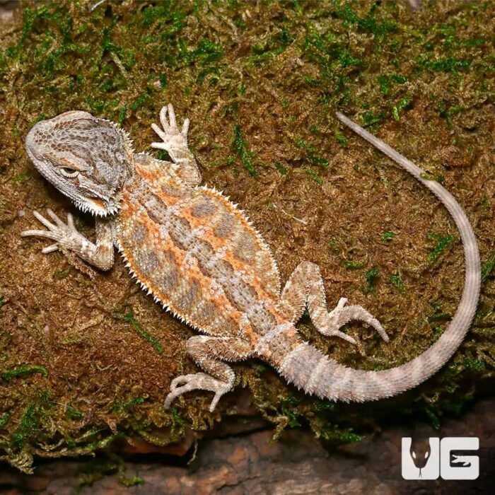 Baby Silver Sunset Bearded Dragon - Image 1