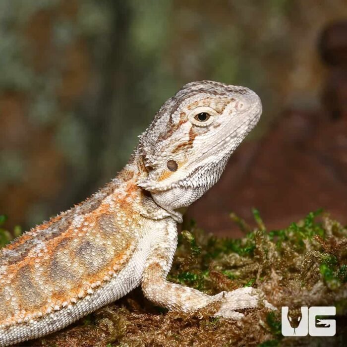 Baby Silver Sunset Bearded Dragon - Image 2