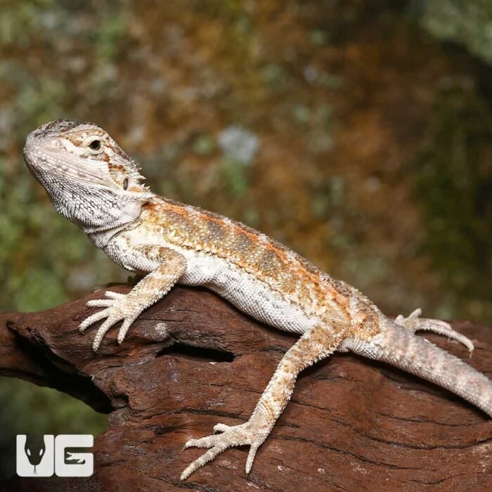 Baby Silver Sunset Bearded Dragon - Image 3