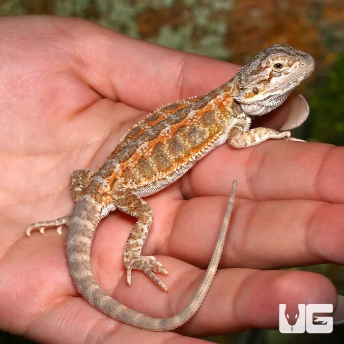 Baby Silver Sunset Bearded Dragon - Image 4