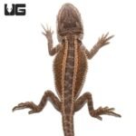 Baby Striped Bearded Dragon