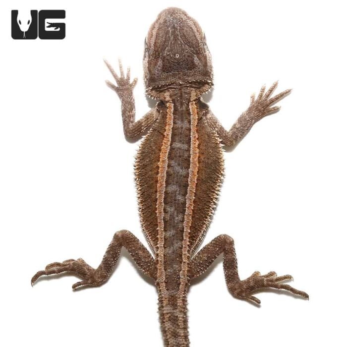 Baby Striped Bearded Dragon - Image 1