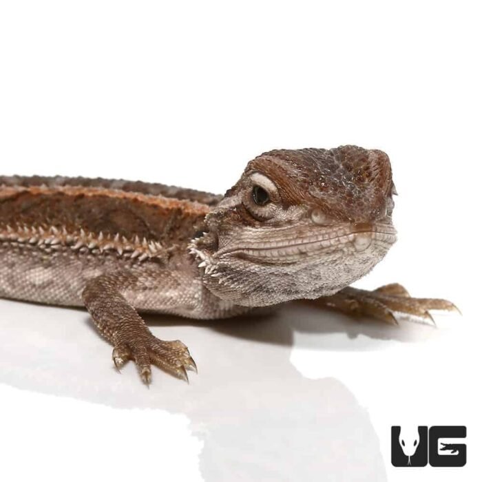 Baby Striped Bearded Dragon - Image 2