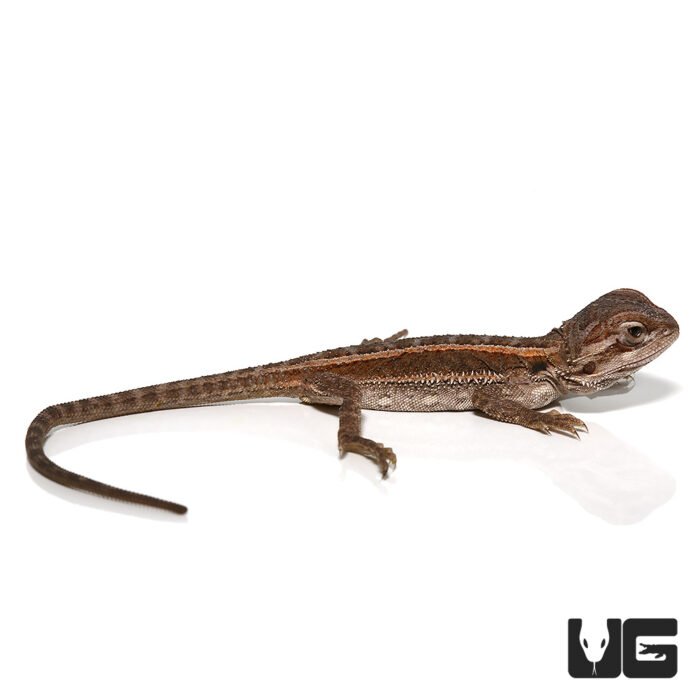 Baby Striped Bearded Dragon - Image 3