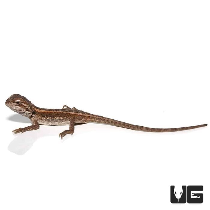 Baby Striped Bearded Dragon - Image 4