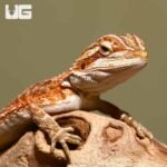 Baby Tiger Dream Bearded Dragon