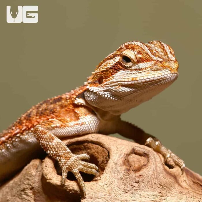 Baby Tiger Dream Bearded Dragon - Image 1