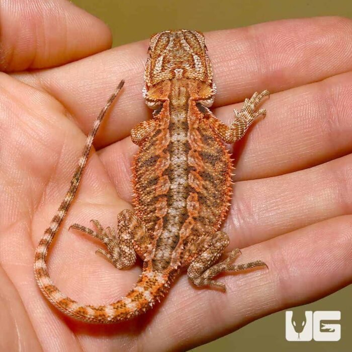 Baby Tiger Dream Bearded Dragon - Image 2