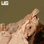 Baby Tiger Dream Bearded Dragon - Image 3