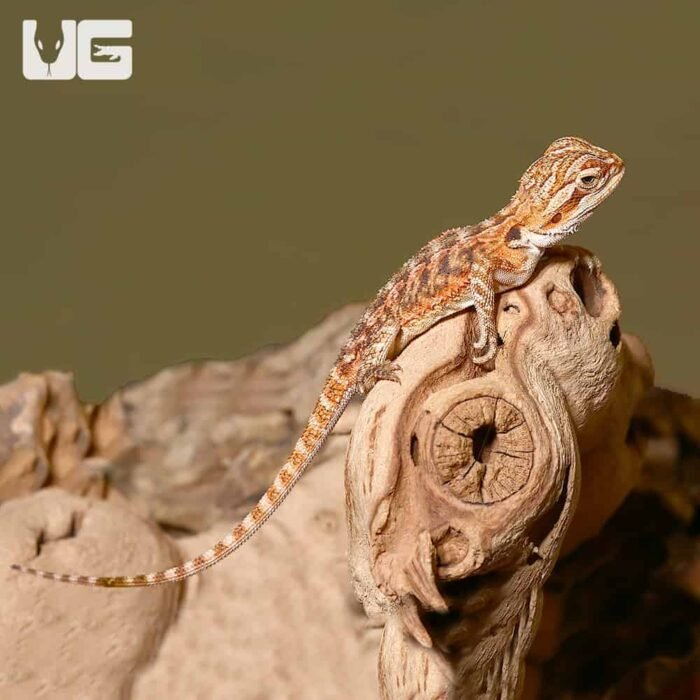 Baby Tiger Dream Bearded Dragon - Image 3
