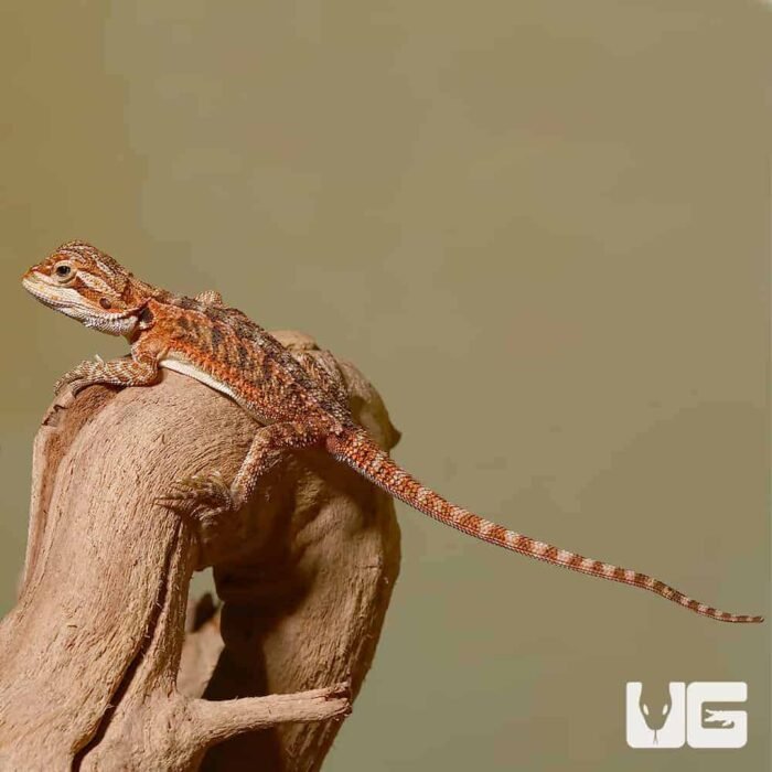 Baby Tiger Dream Bearded Dragon - Image 4