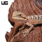 Translucent Leatherback Bearded Dragon - Image 2