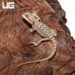 Translucent Leatherback Bearded Dragon - Image 4