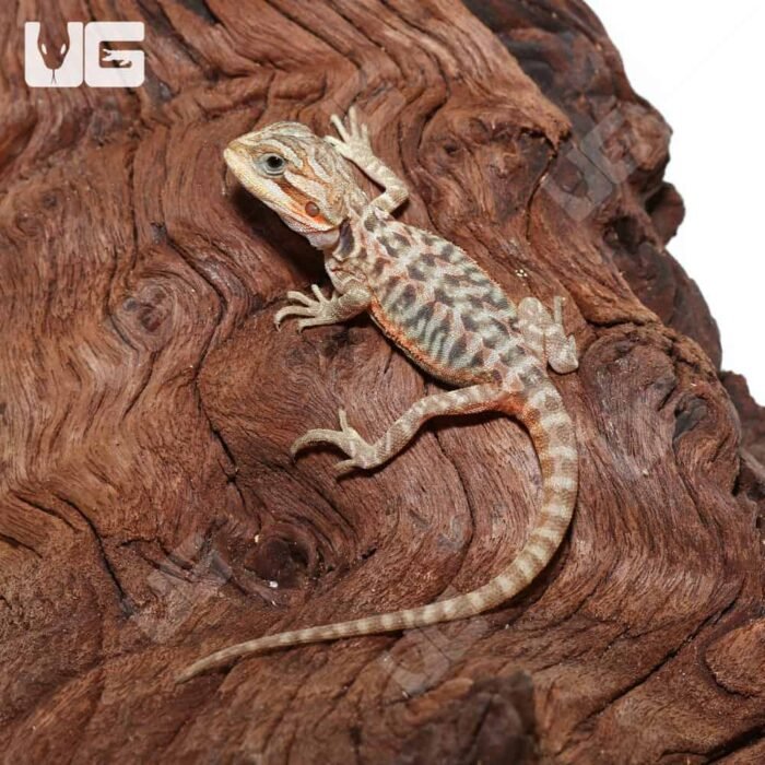 Translucent Leatherback Bearded Dragon - Image 4