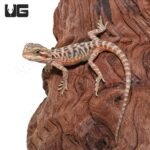 Translucent Leatherback Bearded Dragon - Image 3