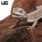 Baby Zero Bearded Dragon (4-5″) - Image 4