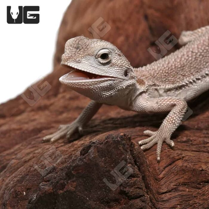 Baby Zero Bearded Dragon (4-5″) - Image 4