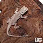 Baby Zero Bearded Dragon (4-5″) - Image 3