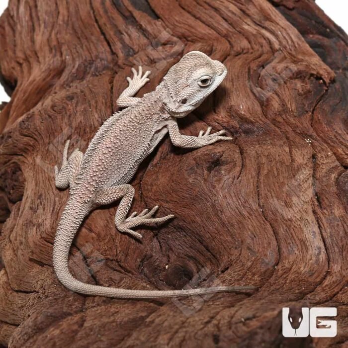 Baby Zero Bearded Dragon (4-5″) - Image 3