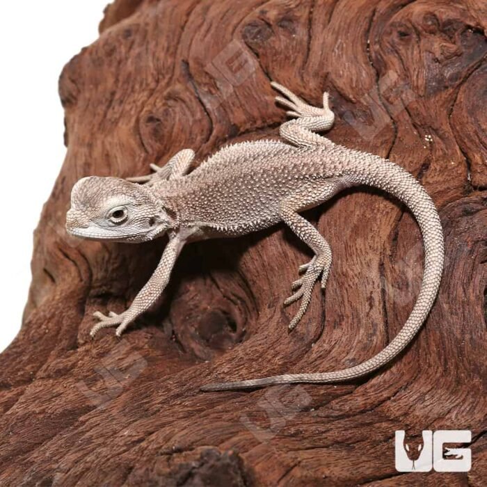 Baby Zero Bearded Dragon (4-5″) - Image 1