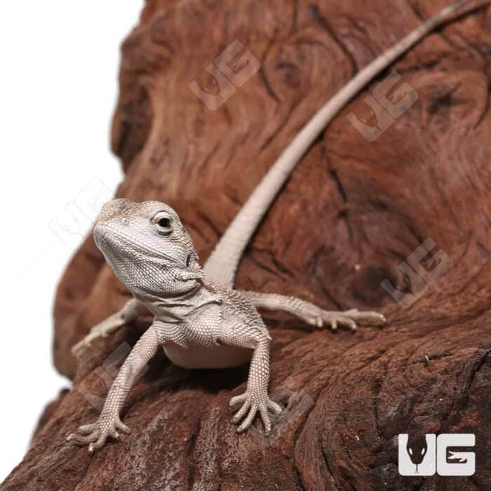 Baby Zero Bearded Dragon (4-5″) - Image 2