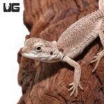 Baby Zero Bearded Dragon #2 (4-5″) - Image 2
